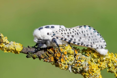Giant leopard moth (Hypercompe scribonia) perched on a branch covered in lichen, moth, bear moth,