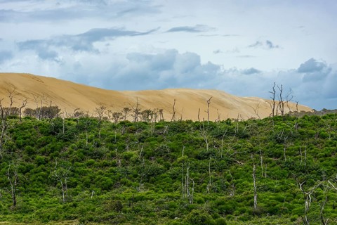 Wooded area off the Dune du Pilat near Arcachon on the Atlantic Ocean, France