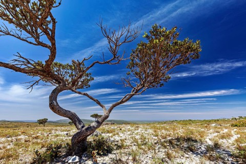 Dramatically shaped tree under cloudy sky in open landscape, the thornshrub savanna in the Caatinga