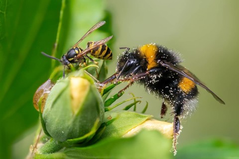Apidae, bees, Bombus terrestris, German wasp, dark bumblebee, real wasps, German wasp, hymenoptera,