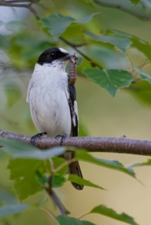 Collared flycatcher, ficedula albicollis, collared snapper, birds, high size, portrait format,