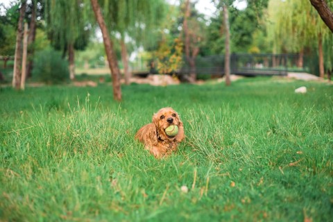 A dog with a ball in its mouth lying in the tall grass surrounded by trees