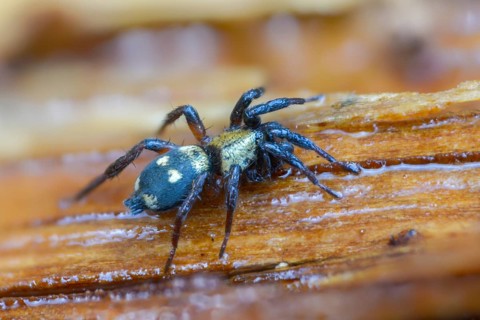 Ant thief, ant-eating flat-bellied spider, arachnida, callilepis nocturna, common ant thief, common