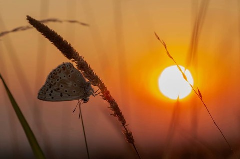Lysandra coridon, polyommatus coridon, silverblue, silvergreen blue, atmosphere, butterfly,
