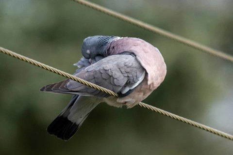 Columba palumbus, woodpigeon, birds, columbidae, doves, plumage care, preening, pigeons, birds