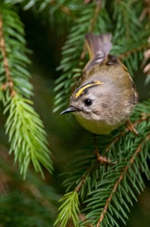 Goldcrest, golden chicken, Regulus regulus, winter golden chicken, birds, high size, portrait