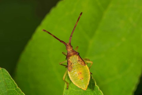 A juniper leaf bug (Gonocerus juniperus) in its fifth larval stage on a leaf, close-up photograph,