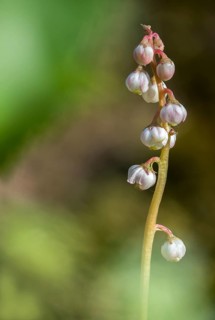 Ericaceae, heather family, small wintergreen, pyrola minor, common wintergreen, flora, high size,