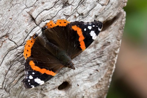 Admiral, Red Admiral, Vanessa Atalanta, butterfly, insects, butterflies, butterflies