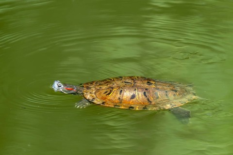Red-eared slider (Trachemys scipta elegans), ‘Mensch und Natur' natural pond, Unterlamm, Styria,
