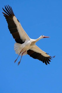 Flying white stork, ciconia ciconia, in Andalusia near Jerez de la Frontera, Spain