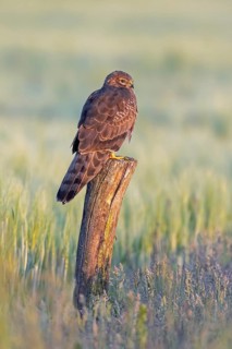 Montagu's harrier (Circus pygargus) adult female perched on wooden fence post along field, farmland