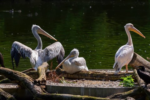 Lesser Pelican (Pelecanus rufescens), Nuremberg Zoo, Middle Franconia, Bavaria, Germany