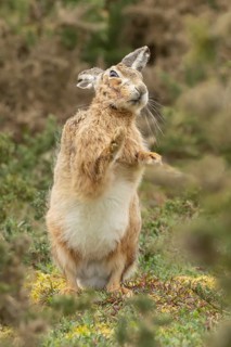 European brown hare (Lepus europaeus) adult animal shaking in grassland, England, United Kingdom