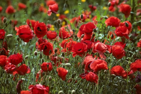 Flanders poppy, corn poppy, poppy, poppy, poppy, papaver rhoeas, papaveraceae, common poppy,