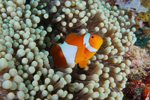 An Ocellaris Clownfish (Amphiprion ocellaris), Nemo, is hiding amongst the tentacles of a sea