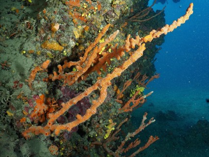 A colourful coral reef with sponges, the Mediterranean antler sponge (Axinella cannabina) and a