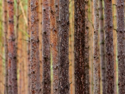 Red and orange in a pine forest, Nossentiner Schwinzer Heide nature park Park, Mecklenburg-Western