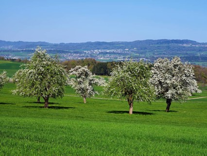 A group of blossoming pear trees, Beinwil, Freiamt, Aargau Canton, Switzerland