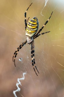 2009, Argiope Brünnichi, Brandenburg, Germany, Nabu, national natural heritage, natural paradise