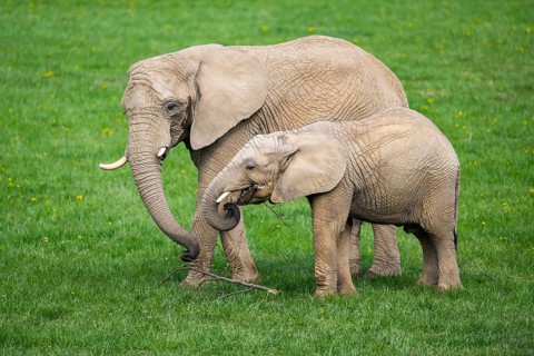 African bush elephant (Loxodonta africana) mother with calf (youngster) standing on a meadow,