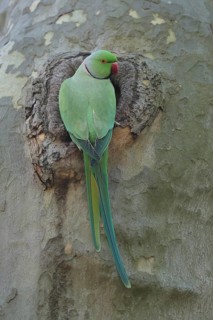 A parrot sits quietly in a tree hollow, observing its surroundings: a ring-necked parakeet