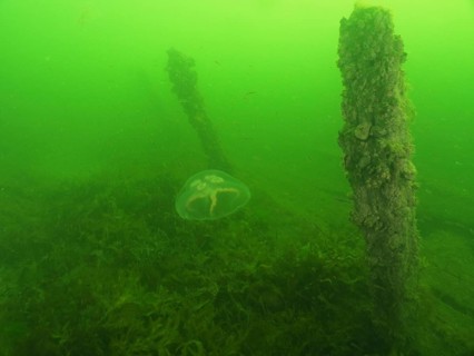 Underwater landscape featuring moon jellyfish (Aurelia aurita) and a vegetated wreck in green