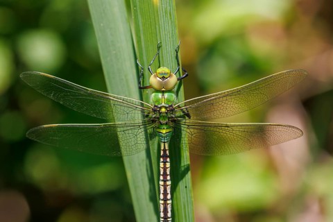 Emperor Dragonfly (Anax imperator) with wings outstretched resting on a green plant leaf, Sussex,