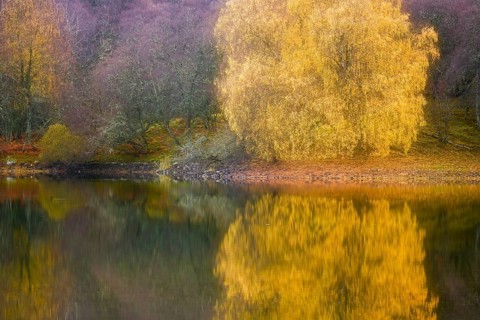 A birch tree (Betula) with its autumnal colours is reflected in a lake, Aviemore, Scotland, United