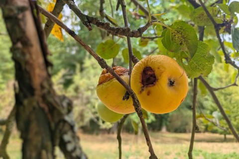 Apples on tree showing drought-induced fruit mummification and dry decay