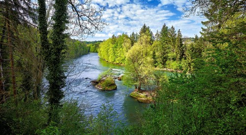 Small island in the Reuss river, beech trees sprouting leaves in spring, Niederwil, Gnadental,