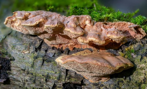 Hapalopilus nidulans, Hapalopilus rutilans, cinnamon-colored soft porling, cinnamon bracket, fungi,
