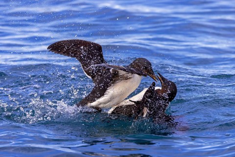 Two thick-billed murres, Brünnich's guillemots (Uria lomvia) adults fighting while swimming in the
