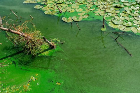 Aquatic cyanobacteria, blue-green algae, cyanobacterial toxic bloom forming algal mat on water