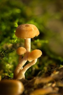 Agaricus prolixus, clitocybe distorta, collybia distorta, collybia prolixa, rose-stalked rosacea,