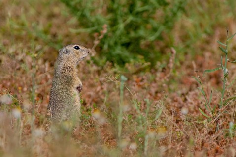 Citellus citellus, European ground squirrel, common ground squirrel, rodents, rodentia, Bulgaria,