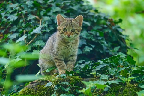 A kitten sits curiously on a moss-covered rock, juvenile, European wildcat (Felis silvestris),