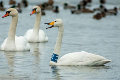 Cygnus cygnus, cygnus olor, mute swan, whooper swan, anatidae, birds, duckbirds, collared swan,