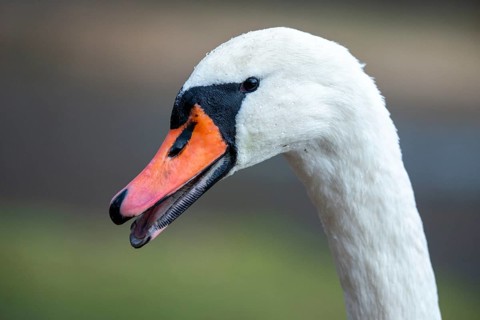 Cygnus olor, mute swan, anatidae, birds, duckbirds, cusp swan, swans, swans, birds, waterbirds