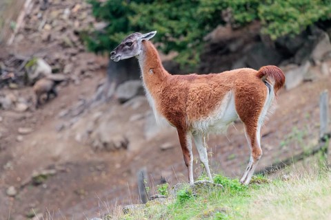 A vicuna (Lama vicugna) stands in a green meadow in a slope. Argentina, Bolivia, Chile, Ecuador,