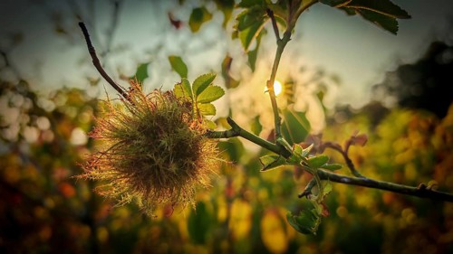 A rose apple produced by the mossyrose gall wasp (Diplolepis rosae), on a branch of a wild rose