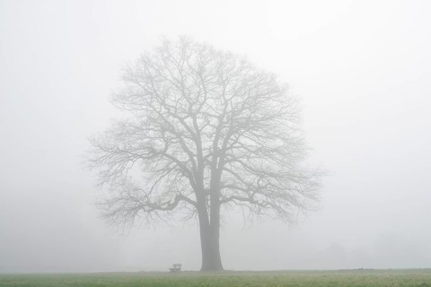 English oak (Quercus robur, Quercus pedunculata) in fog, North Rhine-Westphalia, Germany