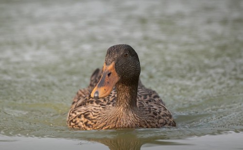 Female Mallard duck (Anas platyrhynchos) swimming in a pond, Sreepur, Gazipur, Bangladesh