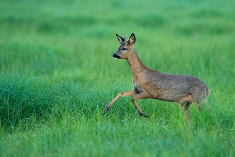 Roe deer (Capreolus capreolus) in Lauf, Vechta, Lower Saxony, Germany