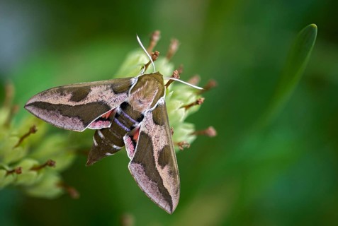 Hyles euphorbiae, milkweed swarmers, butterfly, insects, moths, moths, moths, butterfly, swarmer,