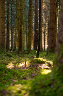 Forest with light and shadow between trees and moss, Besenfeld, Black Forest, Germany