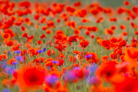 Common poppies, red poppy, corn poppies (Papaver rhoeas) flowering in meadow, grassland showing