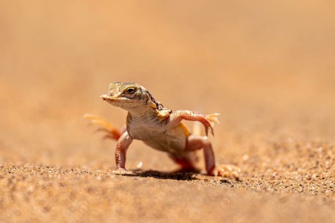 Shovel-nosed lizard (Meroles anchietae), in the sand, stretching its legs in the air to cool off,