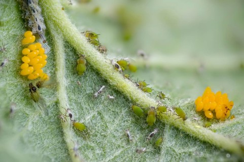 Coccinella septempunctata, seven-spotted ladybird, beetle, aphid, aphids, coleoptera, eggs,