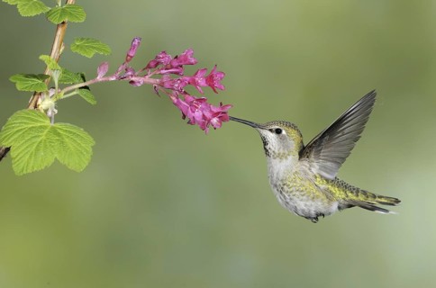 Anna's Hummingbird (Calypte anna), British Columbia, Canada